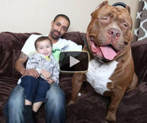 Ecco un incredibile pitbull gigante mentre gioca con i suoi cuccioli