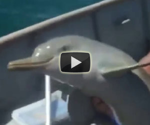 Vedono una busta in mezzo al mare, ecco un salvataggio meraviglioso