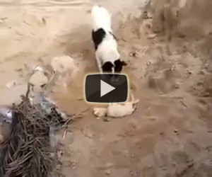 Un video che ti farà piangere