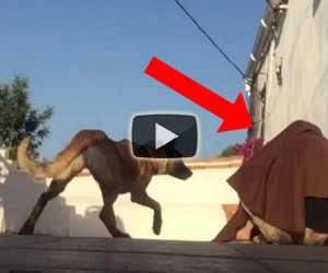 Torna a casa dopo tanto tempo e fa uno scherzo al cane