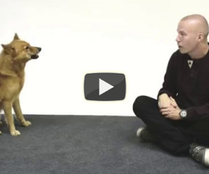 L'uomo che conversa con i cani