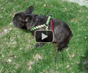 Cane si spaventa delle proprie scorregge