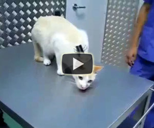 Ecco come disattivare un gatto