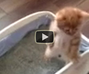 Gattino fa la cacca restando in piedi