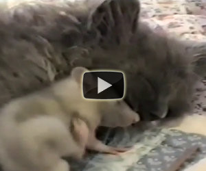Gatto e topo dormono insieme