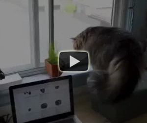 Gatto sferra un attacco a sorpresa