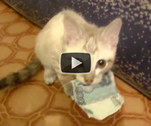 Gatto si rifiuta di restituire i soldi