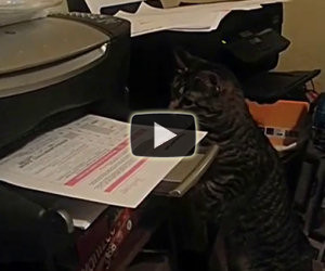 Mai stampare quando c'è il tuo gatto
