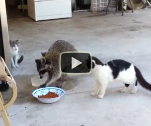 Procione ruba il cibo dei gatti