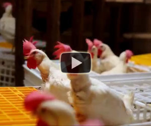 1500 galline liberate da una fabbrica aprono le ali per la prima volta