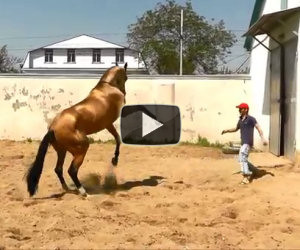 Lo spettacolo dell'addestramento di uno dei cavalli più belli al mondo