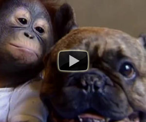 Il baby orango è stato abbandonato, lo adotta un amico speciale