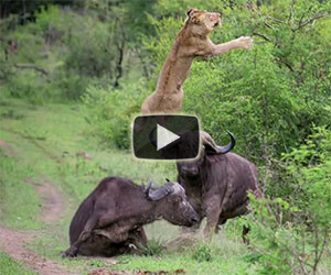 Un bufalo difende il proprio amico dall'attacco di un leone