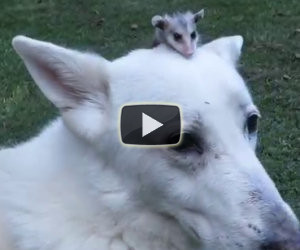 Il cane adotta un piccolo opossum che ha perso la mamma
