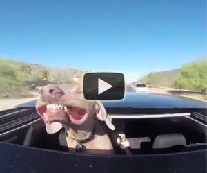 Cane ama viaggiare in auto