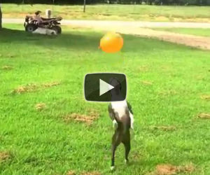 Il cane vede un pallone rosso per aria, la sua reazione fa ridere