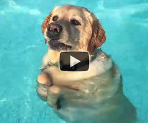 Il cane nuota a fatica ma ad un tratto fa una scoperta illuminante