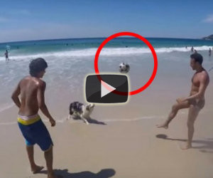 Il cane gioca in spiaggia e palleggia insieme ai suoi amici