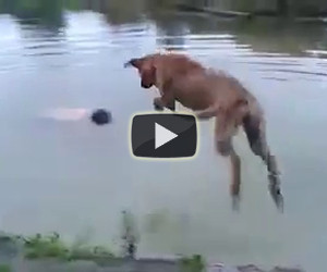 Questo cane salva il proprio padrone che sta per annegare