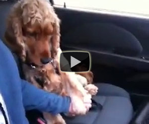 Cane sconfigge la paura dell'auto
