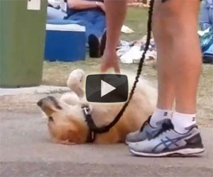 Questo cane si finge morto per non andare via dal parco