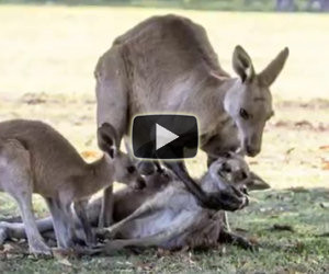 Il piccolo canguro abbraccia per l'ultima volta la madre morta da poco