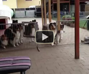 Cani aspettano pazienti la pappa