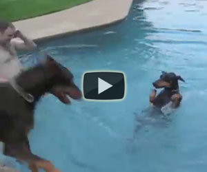 Ci sono cani che amano tanto nuotare. Eccone alcuni divertentissimi!