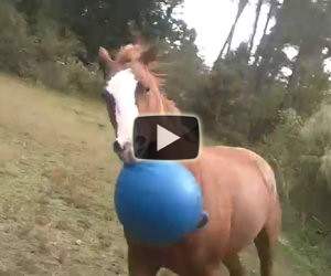 Nessuno credeva che il suo cavallo facesse questo, così lo ha filmato