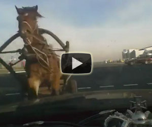 Cavallo travolge un'auto al semaforo