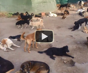 Centinaia di cani abbandonati ritrovano l'amore dell'uomo