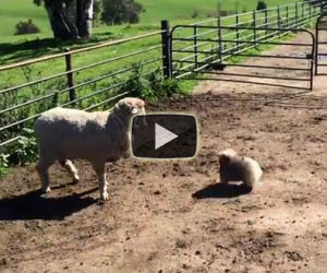Un cucciolo ambizioso cerca di radunare le pecore e fa ridere tutti