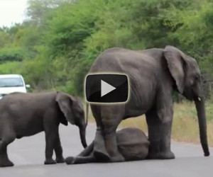 Un elefantino sviene per strada, ecco come la sua famiglia lo aiuta