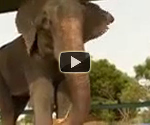 Elefante piange dopo la liberazione