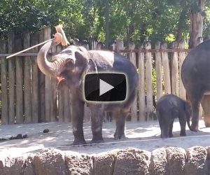 Elefante si pulisce con una scopa