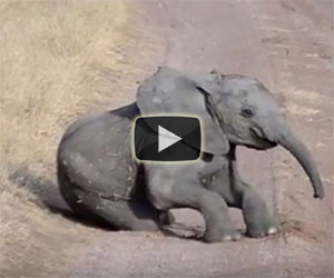 L'elefantino fa i capricci, ecco come reagisce la madre