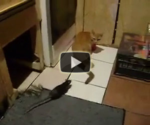 Enorme ratto attacca un gatto