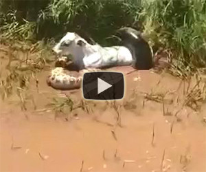 Enorme serpente attacca una mucca e la mangia