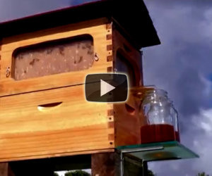Mettono due barattoli di fronte la casa delle api. Un'invenzione geniale!