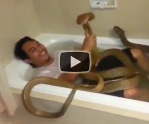 Fare il bagno con due cobra reali