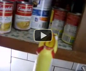 Gallina affamata scopre chicken noodles