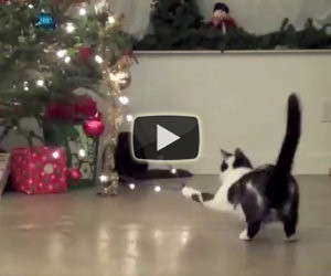 Gatti che distruggono alberi di Natale
