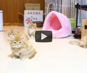 Ecco come questi dolci gattini sfidano un robot da combattimento
