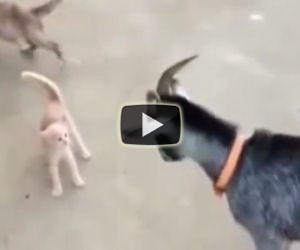 Un piccolo gattino coraggioso sfida una capretta che vuole attaccarlo