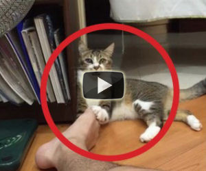 Un gatto affronta il piede del padrone, la reazione è esilarante