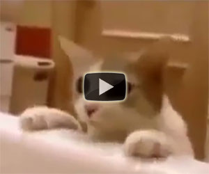Il gatto vuole salvare la padrona nella vasca da bagno