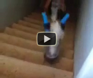 Gatto senza zampe scende le scale