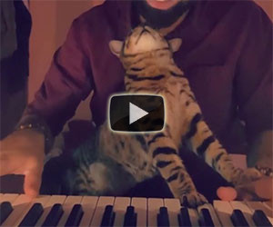 Ecco come questo gatto suona il pianoforte col suo padrone