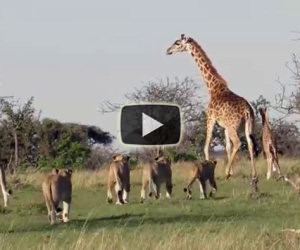 Giraffa protegge il figlio dai leoni