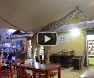 Giraffa si aggira per il ristorante